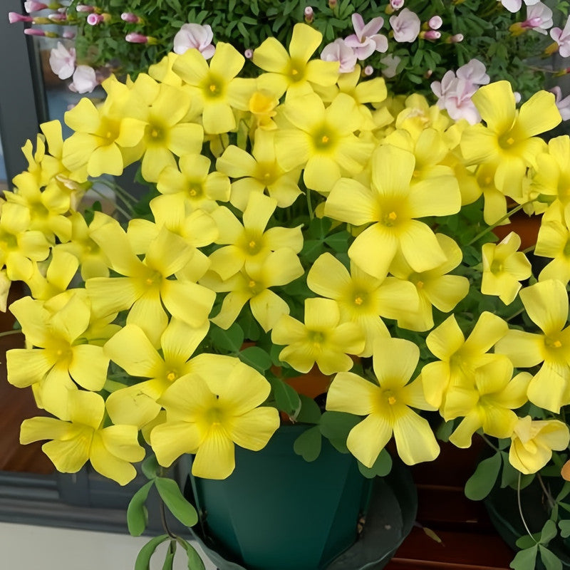 Oxalis Bulbs - Warm Sunshine
