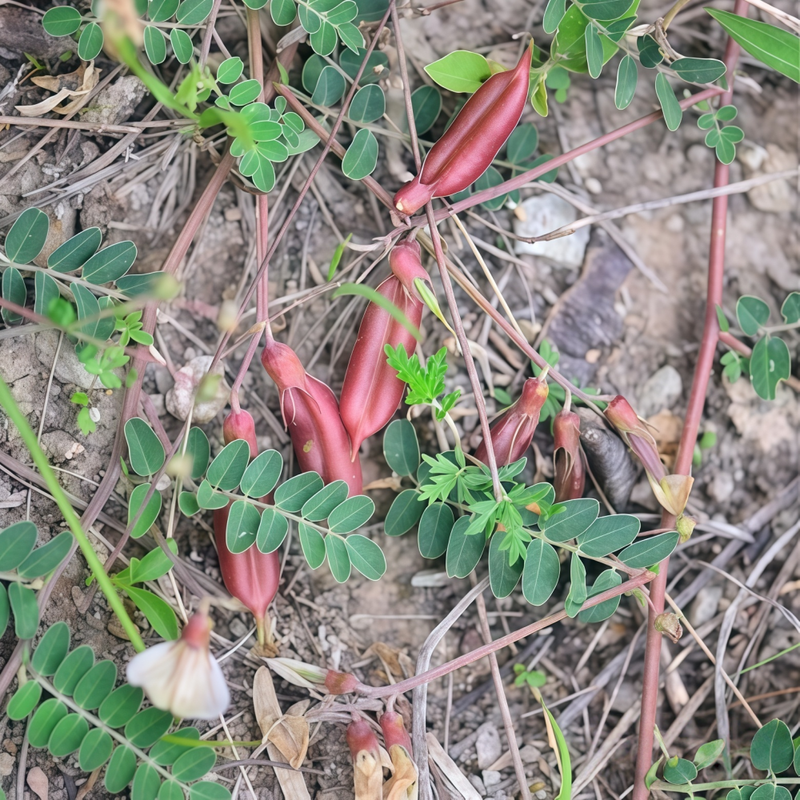 Astragalus Complanatus R Seeds - Larger Packet High Germination 450-2200 Onsaleseeds
