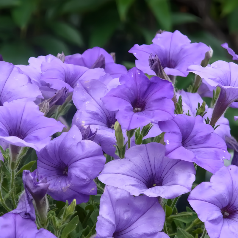 Petunia Hybrida Seeds - Sky Blue Larger Packet High Germination 1000-5000 Onsaleseeds
