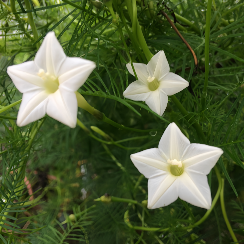 Ipomoea Quamoclit Seeds - White High Germination Onsaleseeds