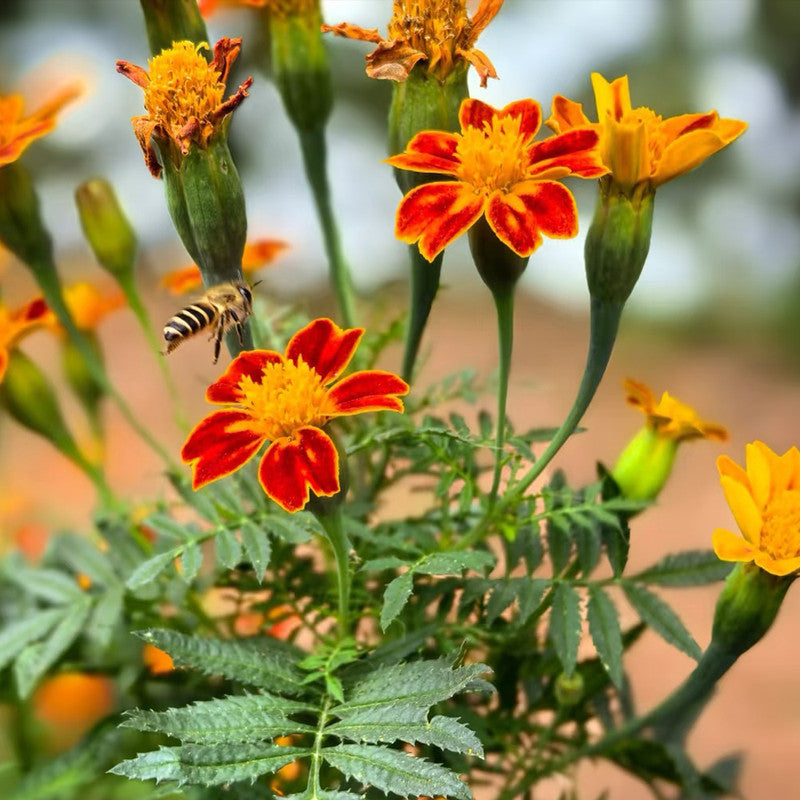 Satin Flower Seeds - Orange Larger Packet High Germination 900-4500 Onsaleseeds