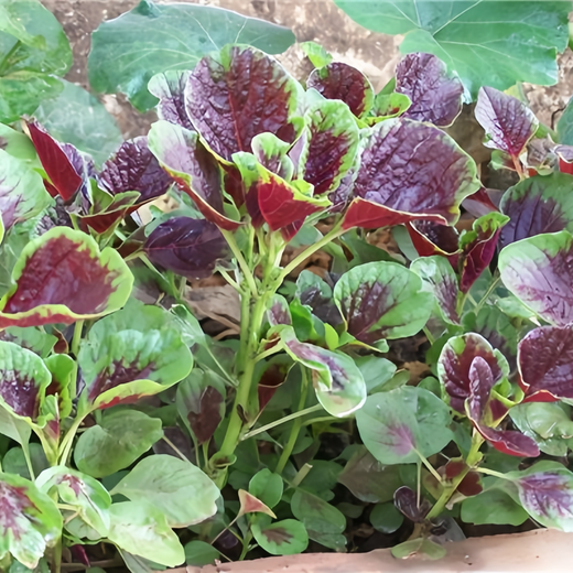 Red Edible Amaranth Seeds