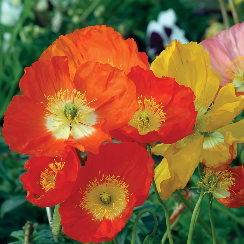 Papaver Extra Seeds - Large Flower Mixed Colors Larger Packet High Germination 3000-15000 Onsaleseeds