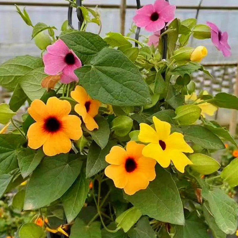 Black Eyed Susan Vine Seeds - Yellow Black Butterfly Spot High Germination Onsaleseeds