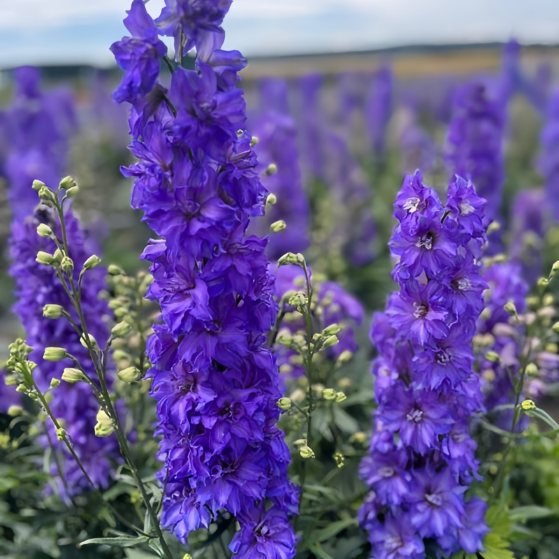 Delphinium Elatum Seeds - Blue Larger Packet High Germination 4000-20000 Onsaleseeds