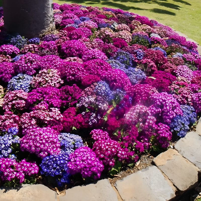 Pericallis Hybrida Seeds - Mix Little Flower Larger Packet High Germination 360-1800 Onsaleseeds