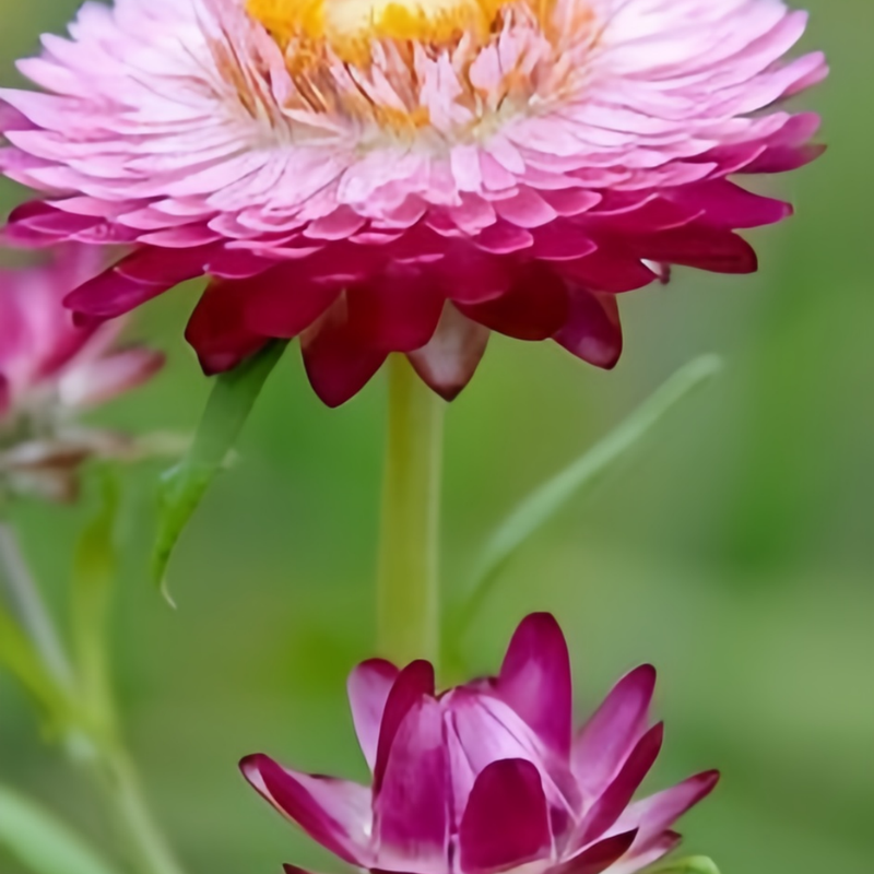 Strawflower Seeds - Pink Larger Packet High Germination 1800-9000 Onsaleseeds