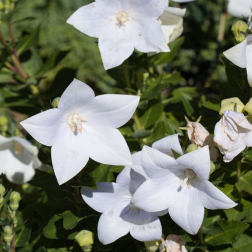 Balloon Flower Seeds - White