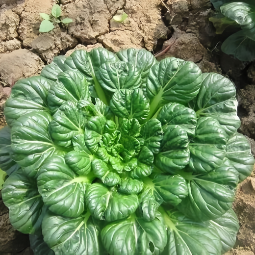 Wuta Tsai Asian Leafy Green Seeds
