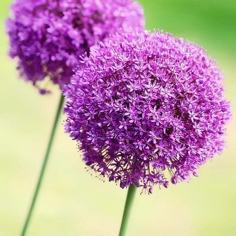 Giant Allium Bulbs - Ambassador