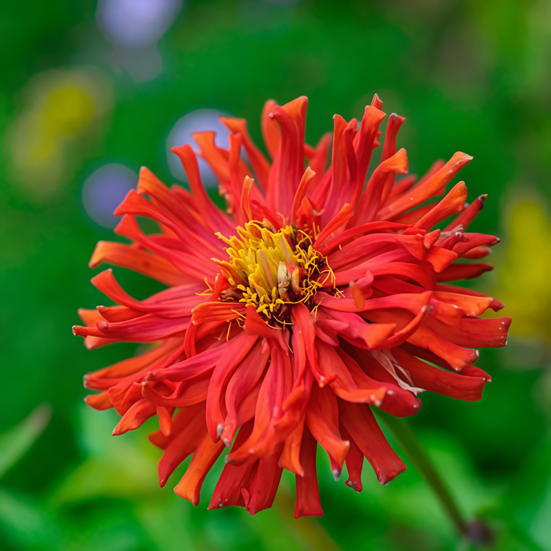 Zinnia Elegans Seeds - Red Larger Packet High Germination 300-1500 Onsaleseeds