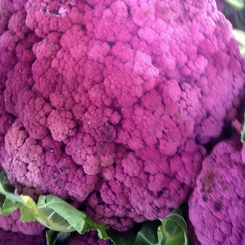 Cleome Gynandra - Purple Larger Packet High Germination 1800-9000 Onsaleseeds