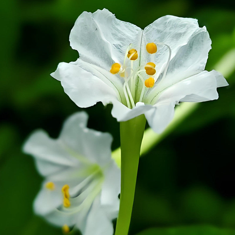 Four O'Clock Flower Seeds - White Larger Packet High Germination 360-1800 Onsaleseeds