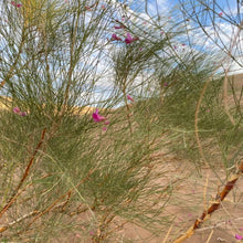 Hedysarum Scoparium Seeds
