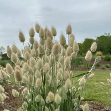 Rabbit Tail Grass Seeds