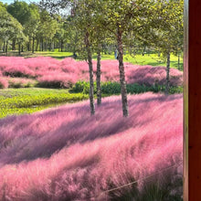 Pink Muhly Grass Seeds