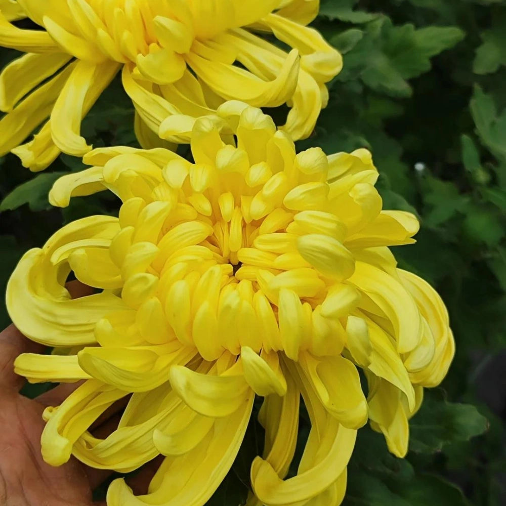 Edible Chrysanthemum Seeds