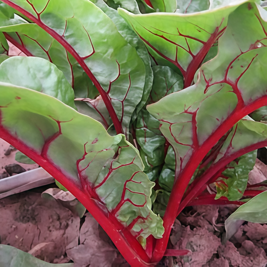 Green Leaf Red Stem Beta Vulgaris Seeds