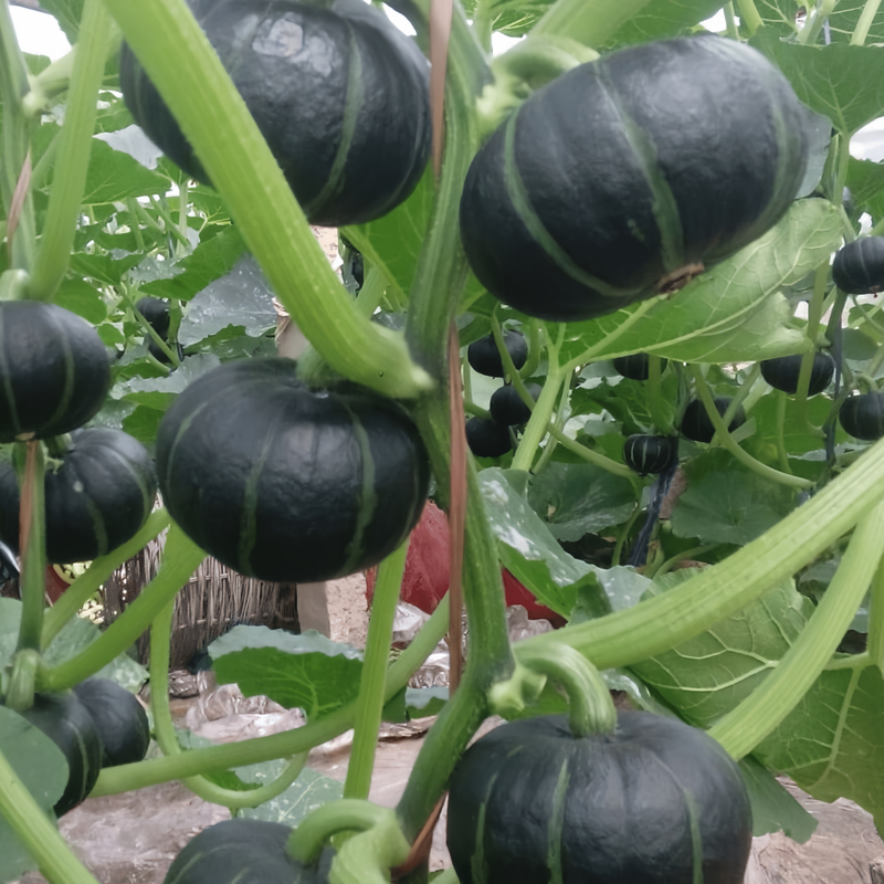 Cucurbita Moschata - Golden-Boy High Germination  Onsaleseeds