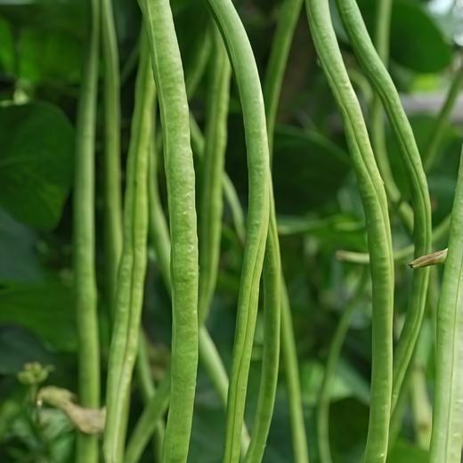 Vigna Unguiculata Seeds