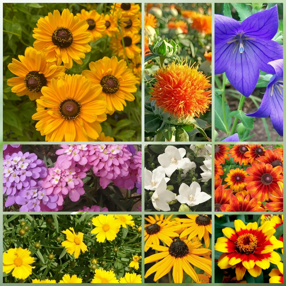 Wildflower Seeds - Drought Tolerance Mix Includes Zinnia, Cornflower, Moss Rose, etc.