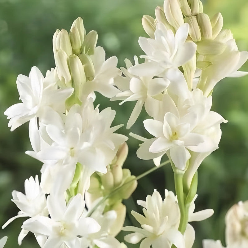 Tuberose Bulbs - White