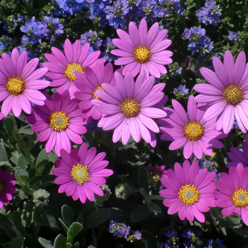 Cape Daisy Seeds - Purplish Red High Germination Onsaleseeds