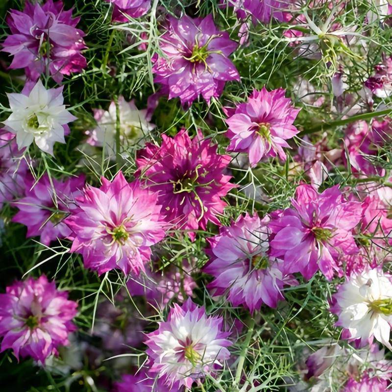 Love In A Mist Seeds - Mix Larger Packet High Germination 4000-20000 Onsaleseeds