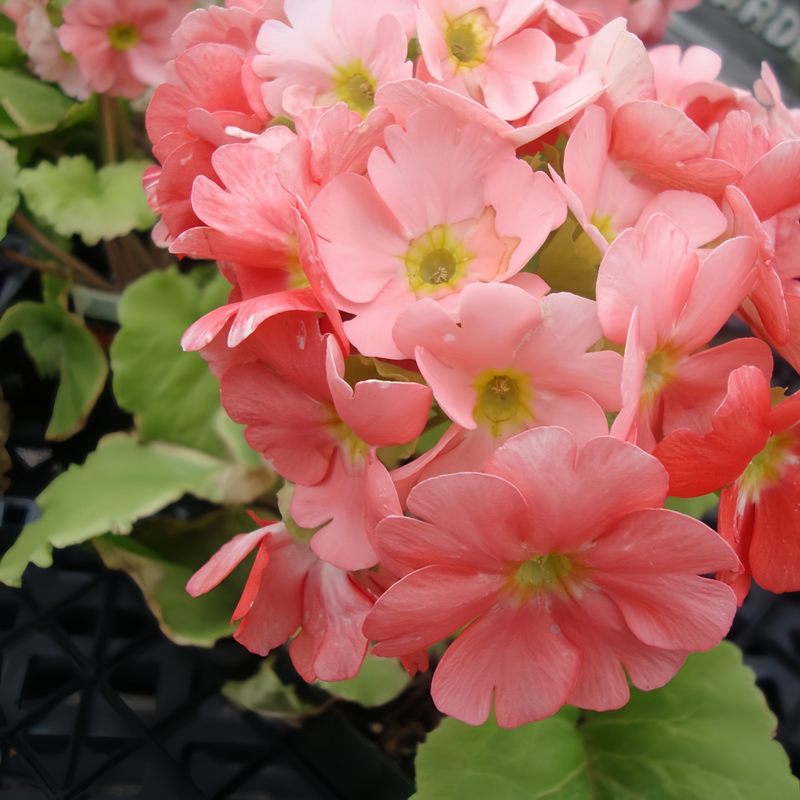 Petunia Hybrida Seeds - Large Pollen Red Larger Packet High Germination 360-1800 Onsaleseeds