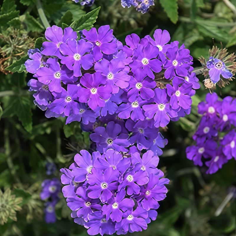 Garden Verbena Seeds - Blue Larger Packet High Germination 1000-5000 Onsaleseeds
