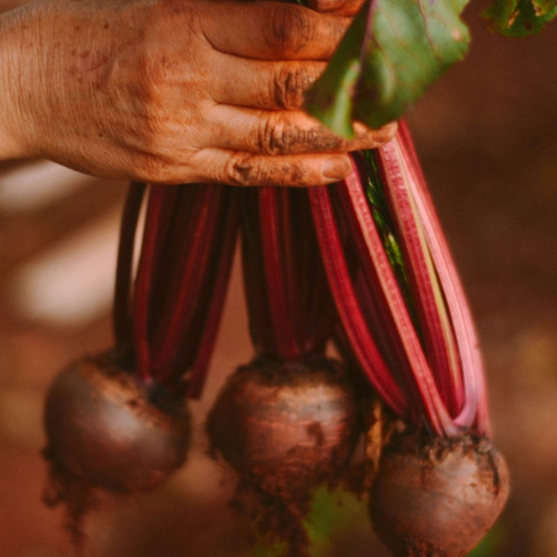Red Beetroot Seeds up to 50%