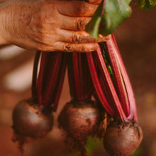 Red Beet Seeds
