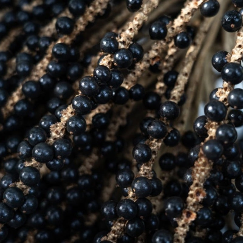 Acai Berry seeds up to 50%