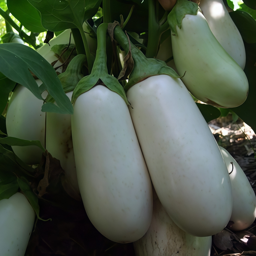 White Solanum Seeds