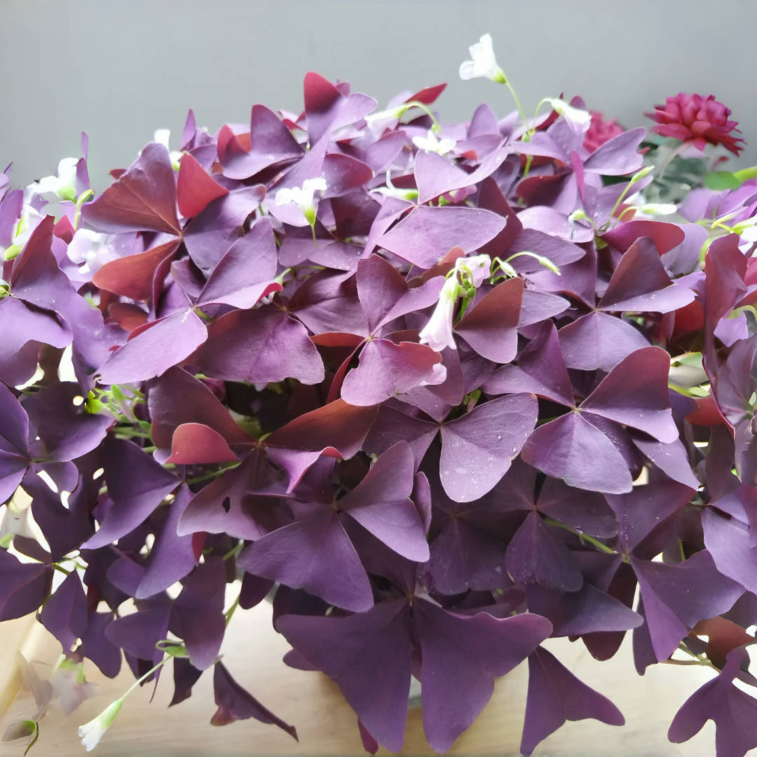 Purple Shamrock (Oxalis) – up to 50%