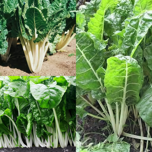 Swiss Chard Seeds - Green Leaf White Stem