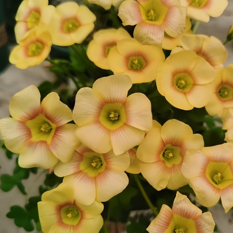 Oxalis Bulbs - Full Moon