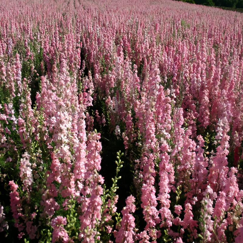 Delphinium Elatum Seeds - Pink Larger Packet High Germination 1400-6800 Onsaleseeds
