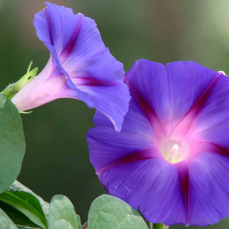 Ipomoea Seeds - Blue Larger Packet High Germination 600-3000 Onsaleseeds