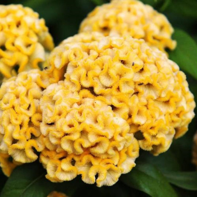 Celosia Cristata Seeds - Yellow Larger Packet High Germination 1500-7500 Onsaleseeds