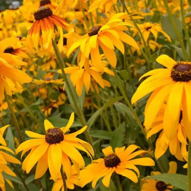 Rudbeckia Seeds - Hirta Mix Larger Packet High Germination 1200-6000 Onsaleseeds
