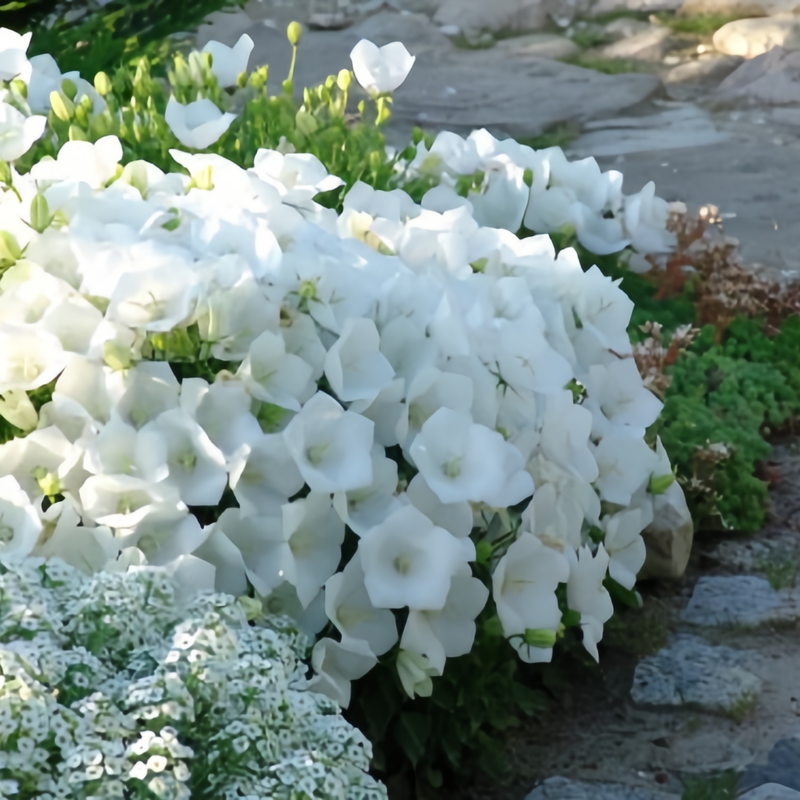Campanula White Seeds up to 50%