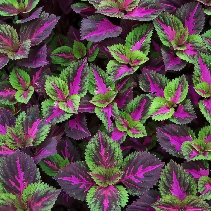 Coleus Seeds - Rose Red With Green Edges Larger Packet High Germination 1200-6000 Onsaleseeds
