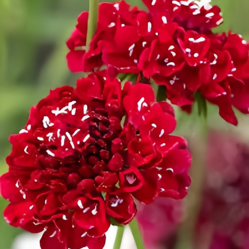 Scabiosa Atropurpurea Seeds - Red Larger Packet High Germination 1000-5000 Onsaleseeds