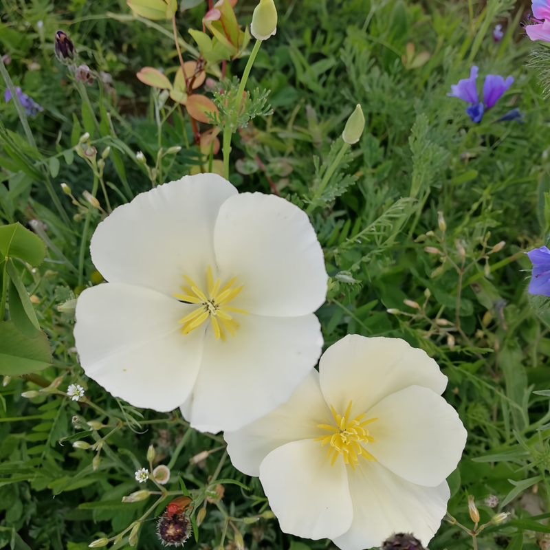 California Poppy Seeds - Milky White Larger Packet High Germination 800-4000 Onsaleseeds