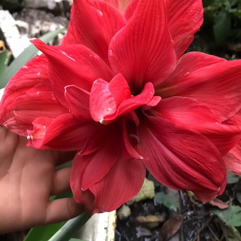 Amaryllis Bulbs - Pink Nymph