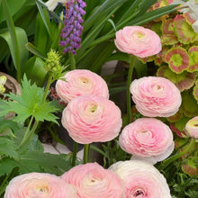 Ranunculus Seeds