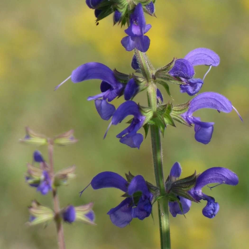 Salvia Miltiorrhiza Bge Seeds - Larger Packet High Germination 300-1500 Onsaleseeds