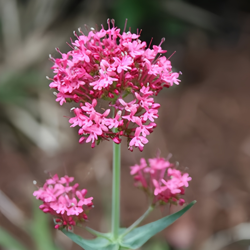Cornflower / Bachelor Button Seeds - Pink Larger Packet High Germination 600-3000 Onsaleseeds