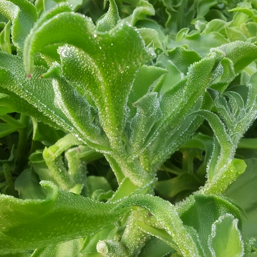 Crystal Ice Plant Edible Seeds